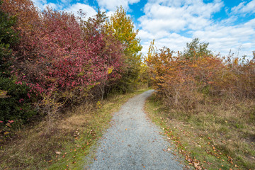trail in the park with dense trees with red and orange leaves on both sides under cloudy blue sky