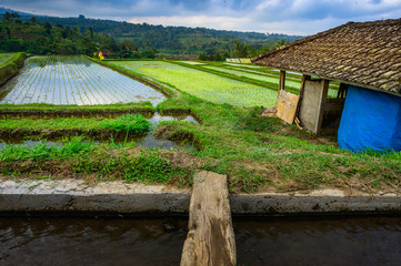 Fototapeta na wymiar Jatiluwih rice terraces, Beautiful rice fields steps, Destination is popular for tourists in Bali and has been designated the prestigious UNESCO world heritage site. Bali Rice Terraces. Indonesia.
