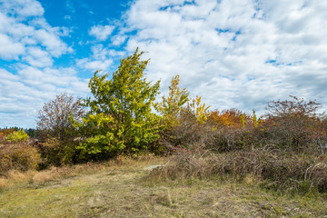 Fototapeta premium open field in the park under cloudy blue sky filled with brown bushes and few trees display autumn colours