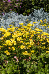 beautiful yellow marigold flowers blooming in the garden with bushes in the background with washed out green colour 