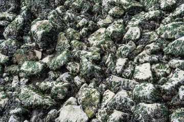 background texture of dried green seaweed covered rocks on the shore line
