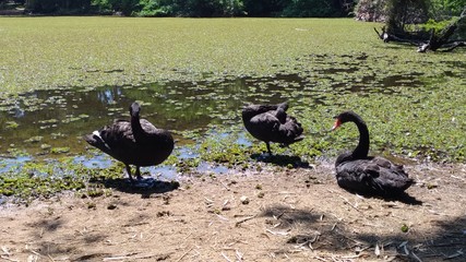 Geese in the Porto Alegre Botanical Garden. Porto Alegre, RS, Brazil.