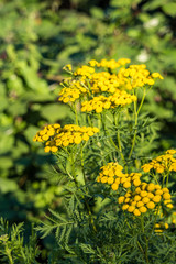 bunch of yellow yarrow flowers blooming in the garden under the sun with green bushes in the background