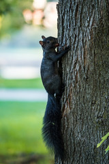 Obraz premium cute little squirrel cling on the tree trunk while having a big nut holding on its mouth.