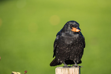 close up of a crow holding a piece of orange food in its beak under the sun with creamy green background