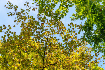 Trees crowns view from the ground in the autumn forest