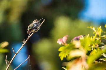 one tiny green hummingbird resting on the tip of the branch under the with blurry green background in the park