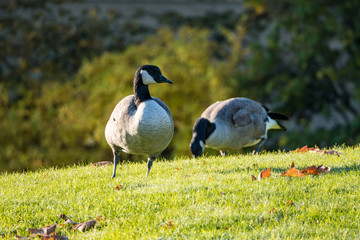 two Canada Geese resting on the green grass field under the sun in the park