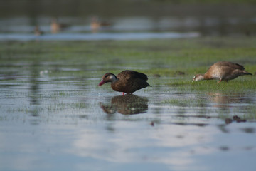 Pair of Brazilian Teal ducks eating on pond shore