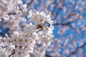 Cherry trees bloom in spring.