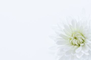 菊　白い花の背景素材