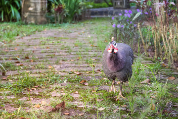 Beautiful guinea fowl in garden