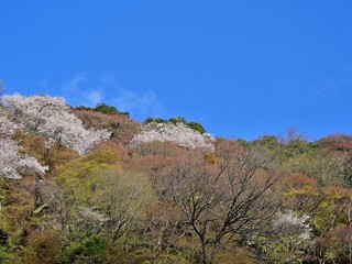Fototapeta na wymiar 青空バックに満開の桜咲く情景