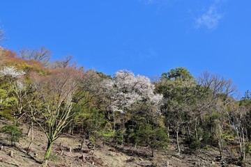 青空バックに満開の桜咲く情景