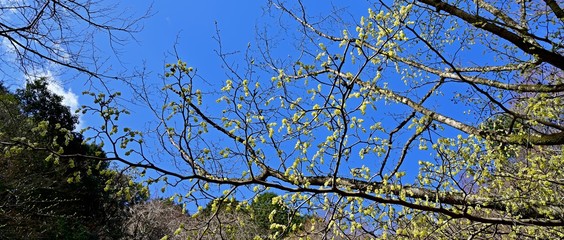 光を浴びて輝く満開のトサミズキの花
