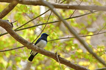 オオルリオスと新緑の青もみじのコラボ