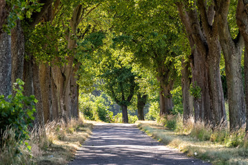 alley in summer in Poland
