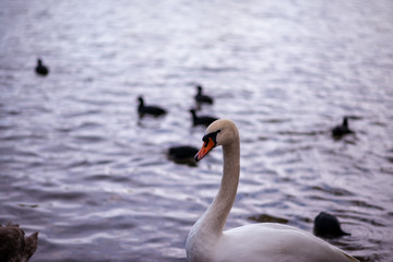 Close up portrait of swan at mouth of lake