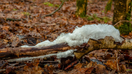 Hair ice,  ice wool or frost beard