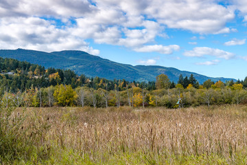 swampy area in the pond filled with tall brown grasses in the park with forest and mountains in the background displaying beautiful autumn colour under cloudy blue sky 