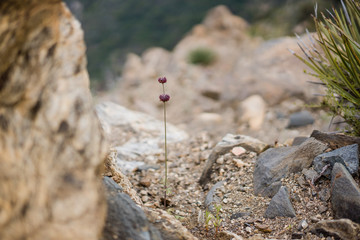 Lone wildflower seeds in rocky environment in Southern California