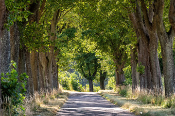 alley in summer in Poland