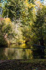 Obraz premium slow flowing stream inside forest with trees on both sides displaying autumn colour