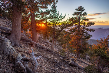 Tall pines along trail at sunset in San Bernardino Mountains, California
