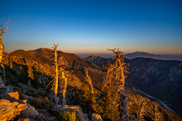Alpenglow on dead trees overlooking San Bernardino Mountains