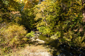 narrow creek inside forest on a sunny day with tree full of beautiful autumn colour