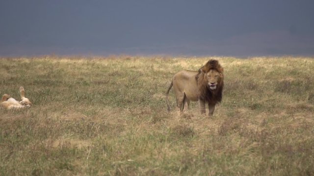 African Wildlife Slow Motion, Lion in Savanna Looking Around and Preparing To Lay Down in Meadow
Slowmotion 120fps