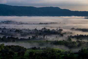 Natural blurred background of fog scattered among trees in the morning, with soft sunlight from the sun, seasonal beauty.