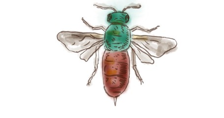 Ruby Tailed Wasp Drawing