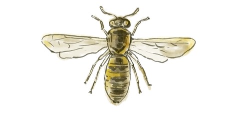Spanish Pollen Wasp  Drawing