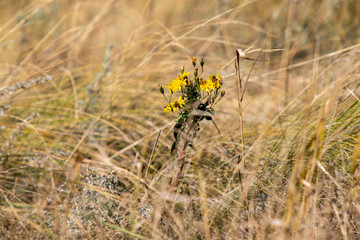 Background of dried dry grass autumn landscape.