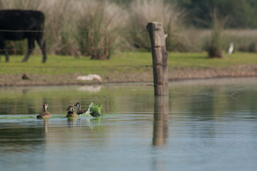 Brazilian Teal ducks swimming in the pond