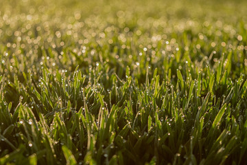 Sprouts of winter wheat sparkle at sunrise with dew drops glistening. Young wheat grows in the field.