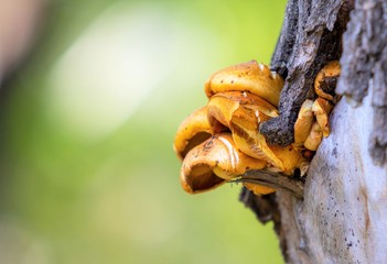 Autumn mushrooms, close-up, nature landscape