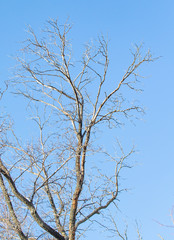 Bare branches on a background of autumn blue sky.