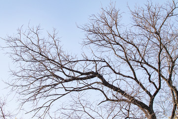 Fototapeta na wymiar Bare branches on a background of autumn blue sky.