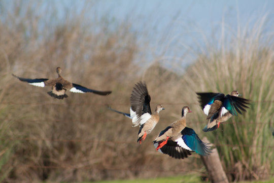 Four Brazilian Teal ducks taking flight with grass background