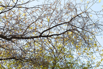 Bare branches on a background of autumn blue sky.