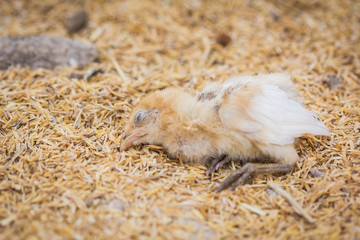 Chickens lying dead on the farm