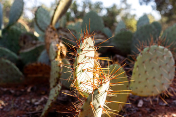 Closeup of prickly pear cactus spines plant defenses in desert