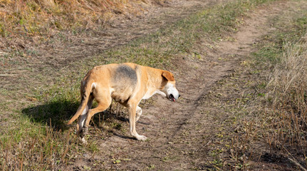 Large hunting dog in the yellow autumn grass.