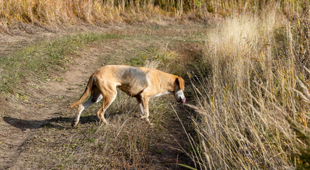Naklejka na ściany i meble Large hunting dog in the yellow autumn grass.