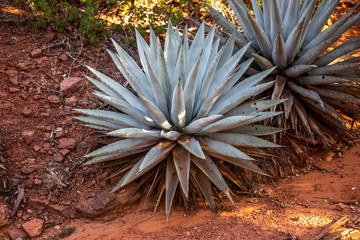 Sedona Yucca Plant in red soil
