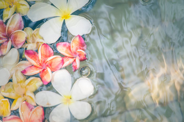 Obraz na płótnie Canvas Frangipani flowers colorful tropical scent on water treatment in the health spa is illustrated