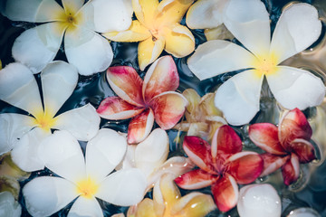 Plakat Frangipani flowers colorful tropical scent on water treatment in the health spa is illustrated