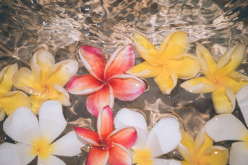 Frangipani flowers colorful tropical scent on water treatment in the health spa is illustrated
